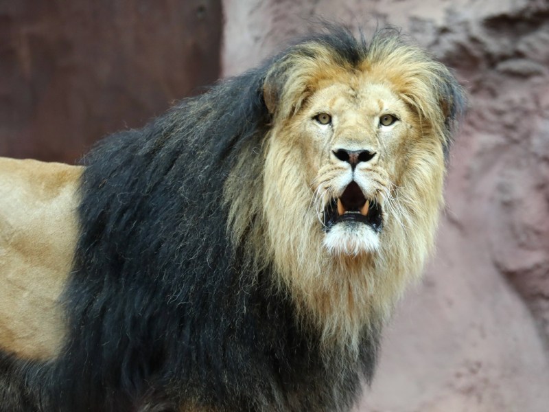 Zoo Erfurt: Ungewöhnliche Beute im Gehege! Besucher verfolgen alles mit